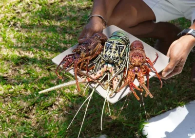 Le cuisinier de la villa Sakina présente des langoustes fraîches avant cuisson – service exclusif à Nosy Be.